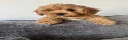 Cavapoo dogs for sale: Stunning F1 Toy Cavapoos, health tested parents  - Advert 3