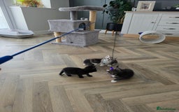 Mixed Breed cats for sale: 5 Beautiful Kittens - Image 15
