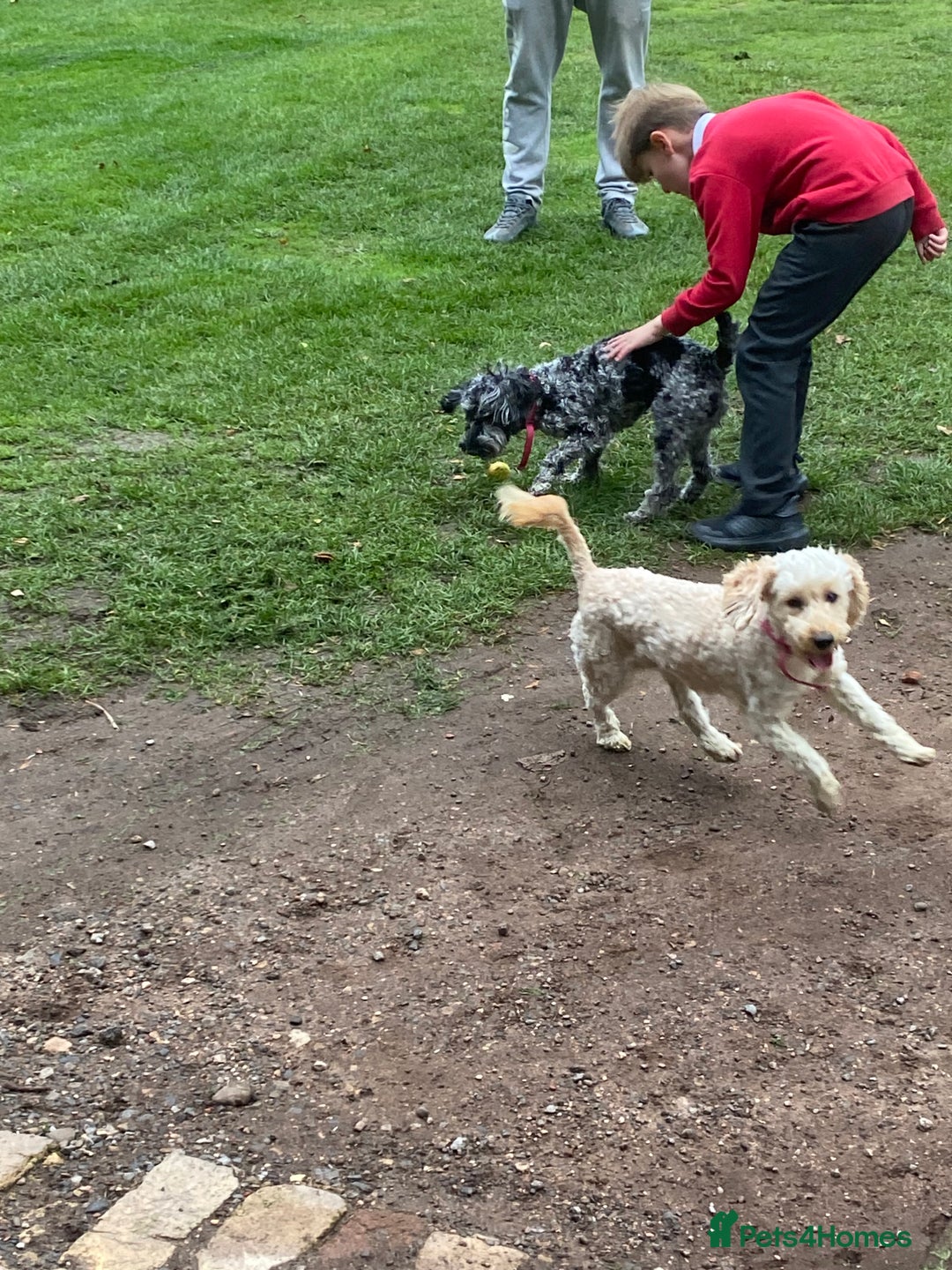 Cockapoo dogs for sale: Cockapoo - Image 6