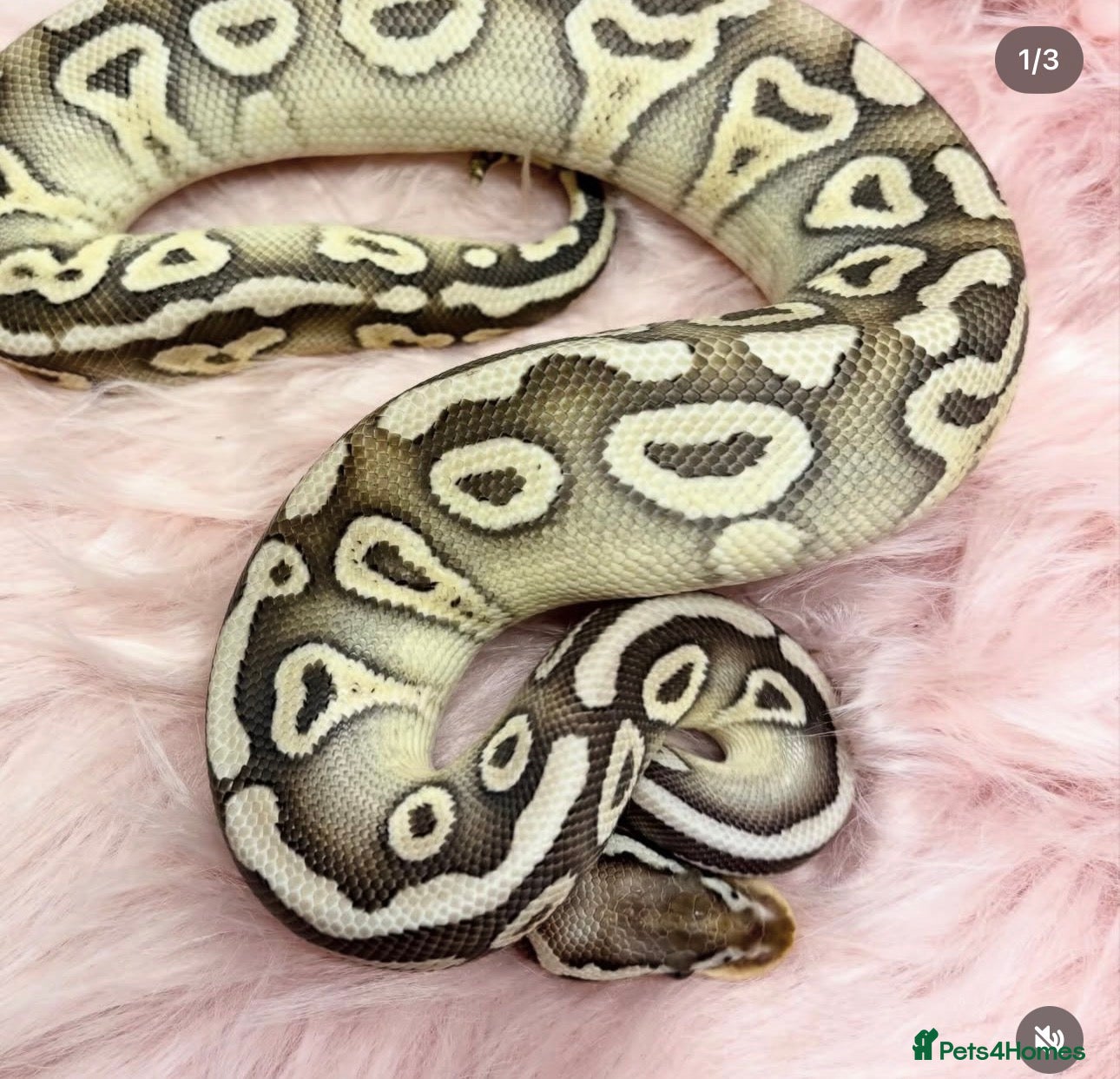 Python Snake reptiles 2 female Royal Python for sale - Advert 14