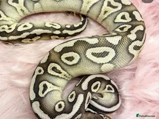 Python Snake reptiles 2 female Royal Python for sale - Advert 22