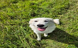 Alaskan Malamute dogs for sale: Alaskan malamute female puppy, excellent bloodline - Image 6