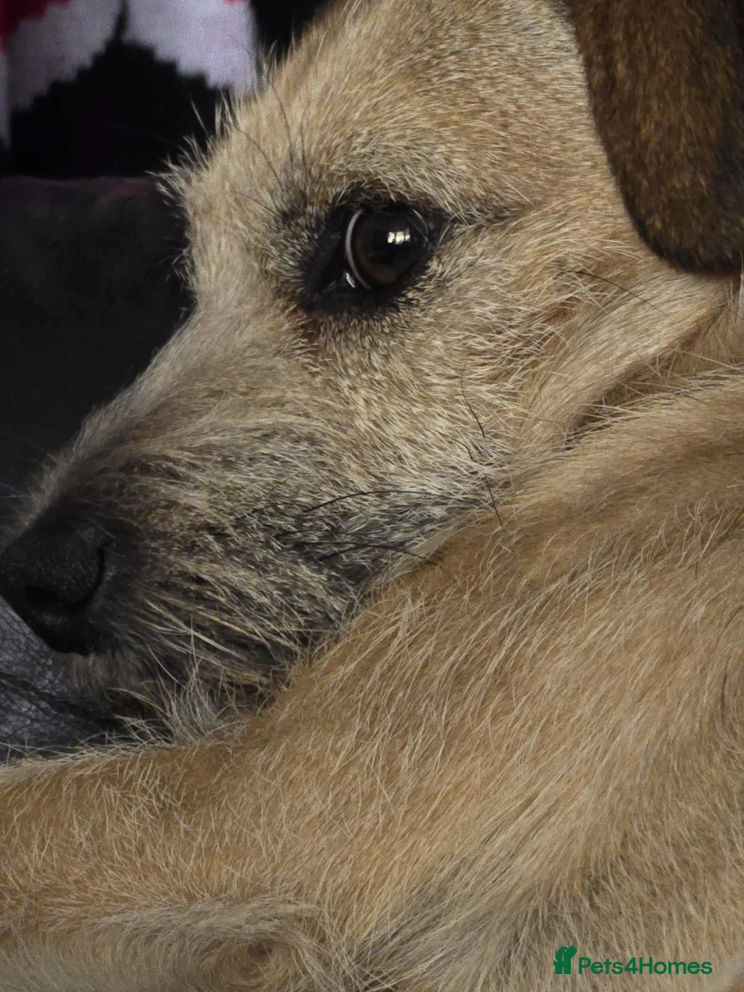 Mixed Breed dogs for sale: Loving little boy - Advert 2