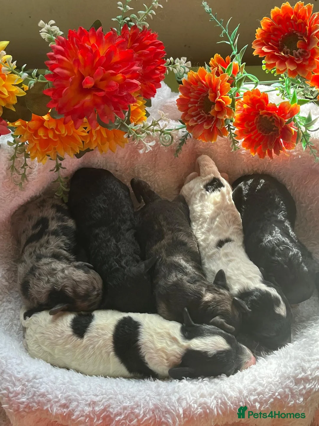 Miniature Poodle dogs for stud: KC Reg Miniature Parti Poodle - Advert 11