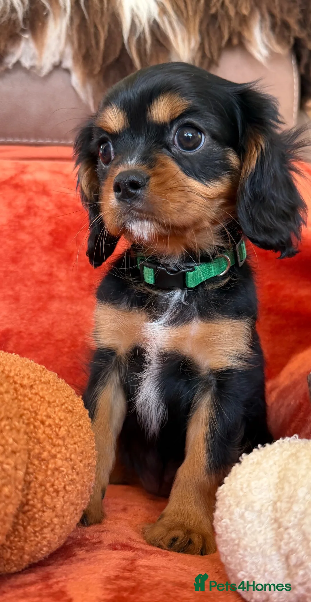 Cavalier King Charles Spaniel dogs for sale: KC registered Cavalier King Charles Ready Now - Advert 2