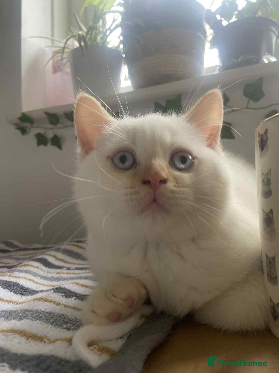 British Shorthair cats for sale: (💙LAST WHITE KITTEN🤍) Stunning Pure BSH kittens  - Advert 6