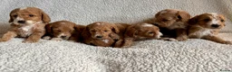 Cockapoo dogs for sale: F1bcockapoo puppies - DNA Health test clear  in Staines - Advert 27