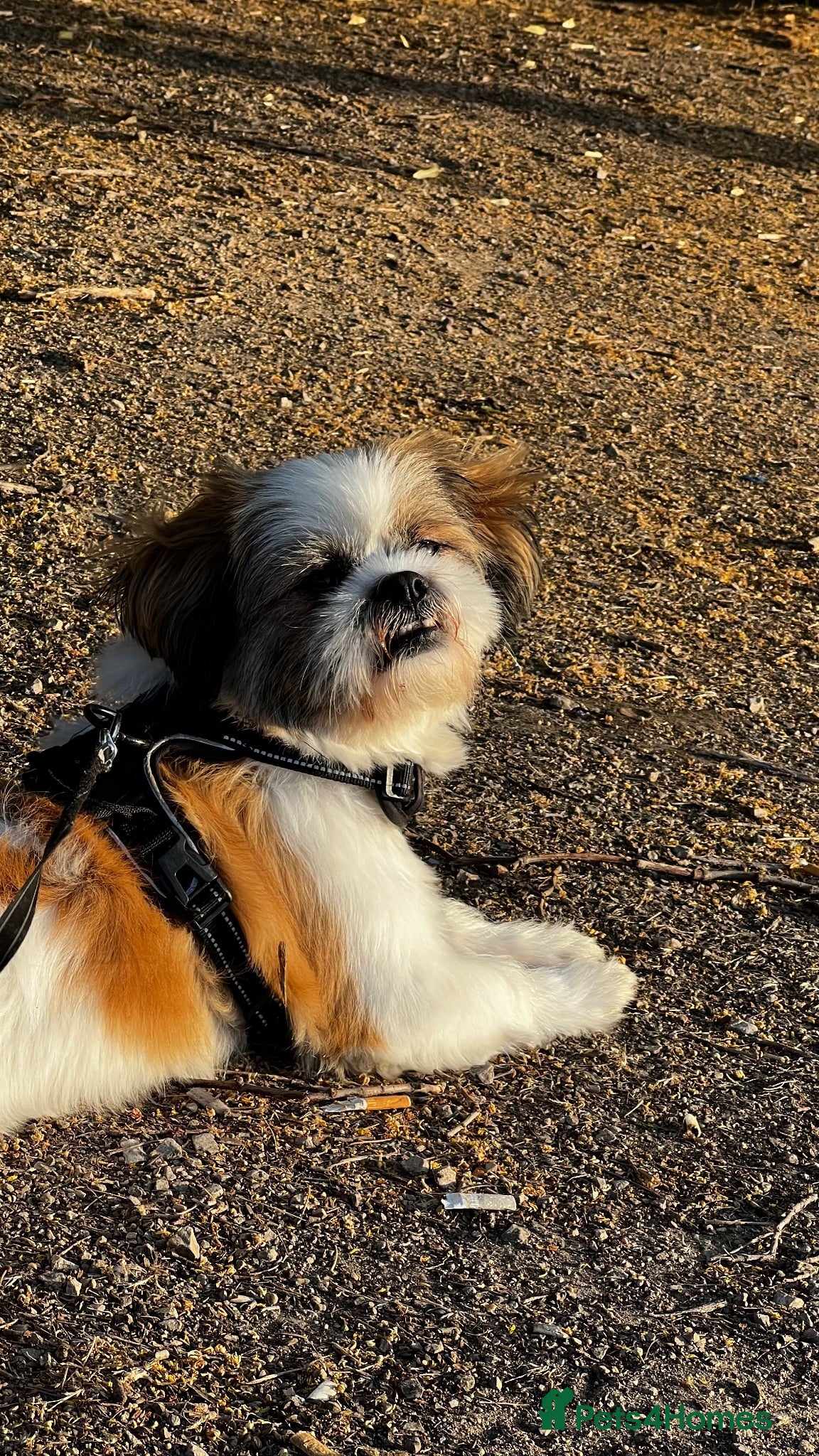 Shih Tzu dogs Beautiful Purebred Shih Tzu Stud Teddy - Advert 1