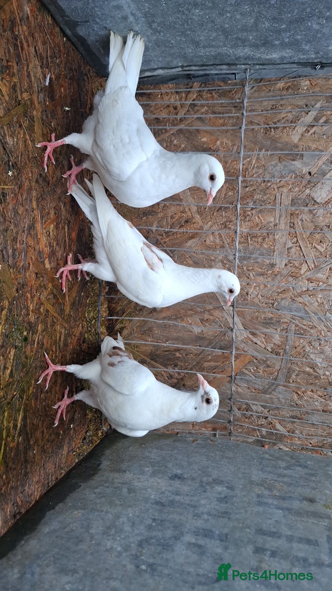 Pigeons birds White and chocolate pigeons  - Advert 1