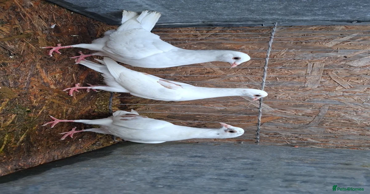 White and chocolate pigeons for sale in Coventry | Pets4Homes