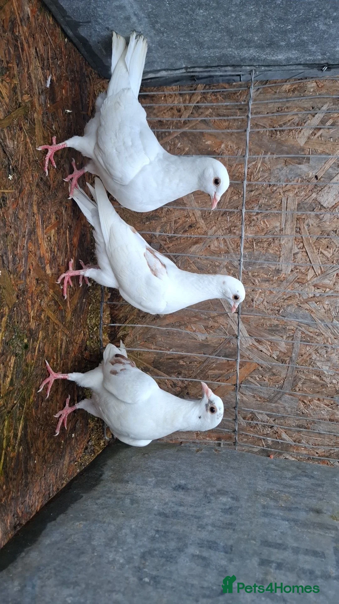 Pigeons birds for sale: White and chocolate pigeons  - Advert 1