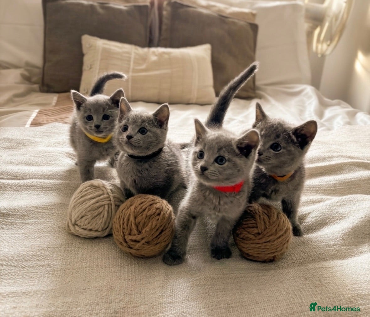 Russian Blue cats PURE PEDIGREE RUSSIAN BLUE KITTENS READY TO LEAVE  - Advert 1