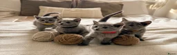 Russian Blue cats for sale: PURE PEDIGREE RUSSIAN BLUE KITTENS INSTAGRAM STARS - Advert 9