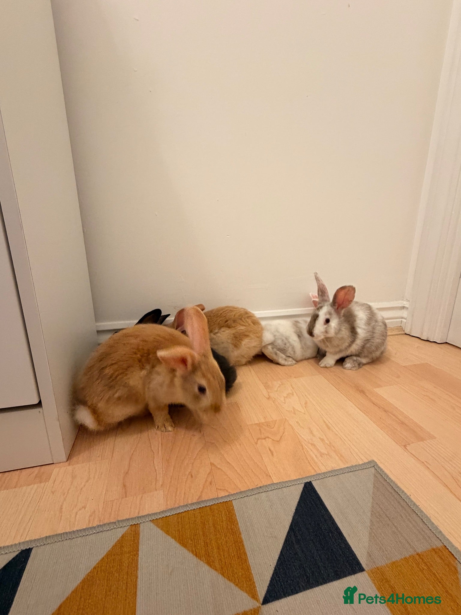 Mixed Breed rabbits Rabbits for sale  - Advert 16