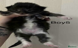 Maine Coon cats for sale: Maine coon x kittens  - Advert 7