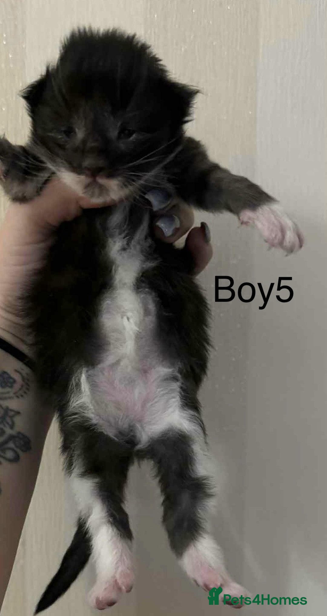 Maine Coon cats for sale: Maine coon x kittens  - Advert 7