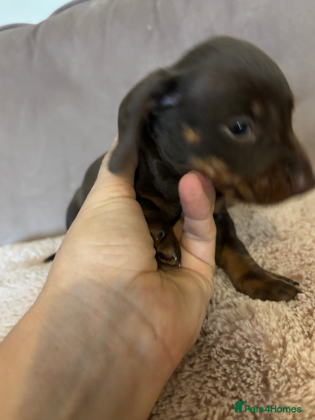Dachshund dogs for sale: Dachshund puppies for sale stunning  - Image 4