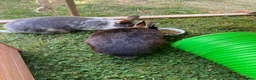 Mini Lop rabbits for sale: Three rabbits for sale - Advert 7