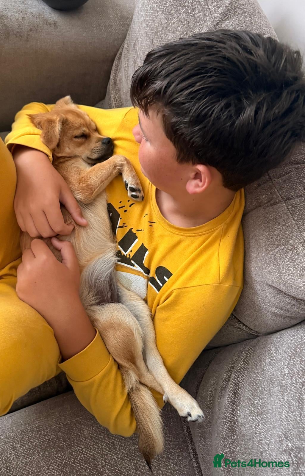 Mixed Breed dogs ❤️MYLA❤️ THE LITTLE GIRL FOR ONE VERY LUCKY FAMILY - Advert 2