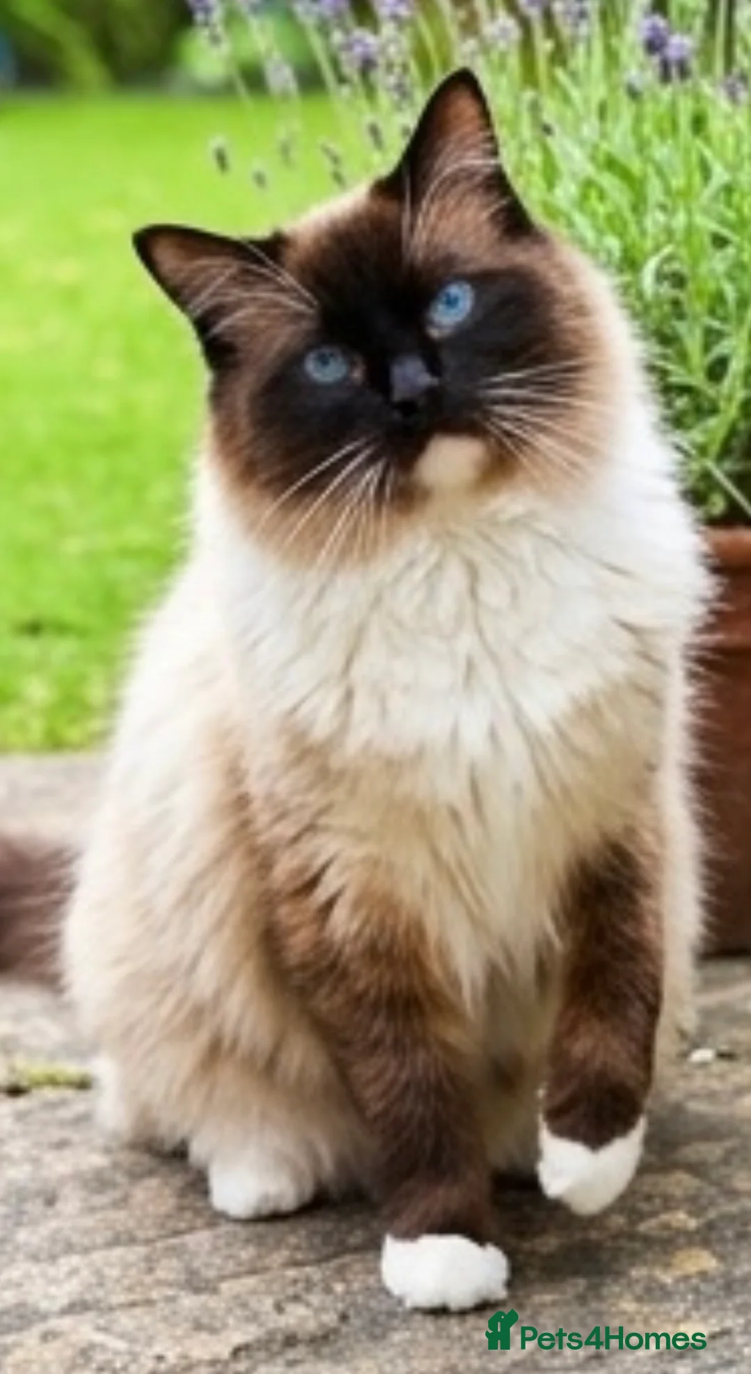 Ragdoll cats for sale: Stunning Male Seal Mitted in Oldham - Advert 2