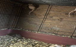 Mouse rodents for sale: Mice Babies (Hand Friendly) in Crewe - Image 8