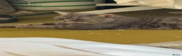 American Shorthair cats for sale: American shorthair needs rehoming in Birmingham - Advert 5