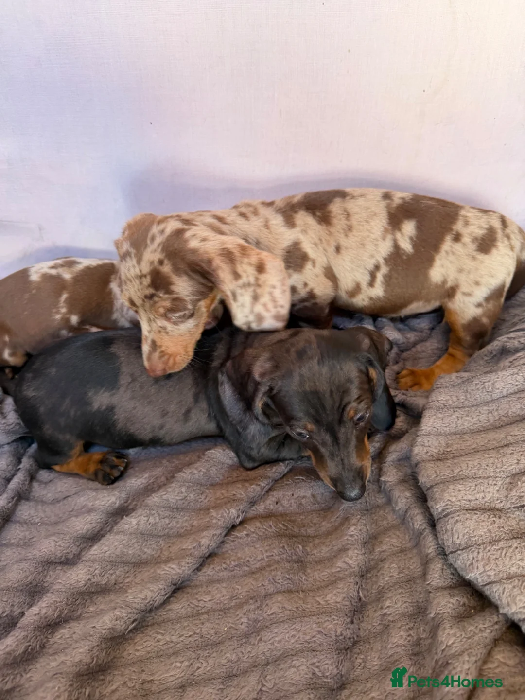 Miniature Dachshund dogs for sale: Miniature dachshund puppies for sale in Stevenage - Advert 2
