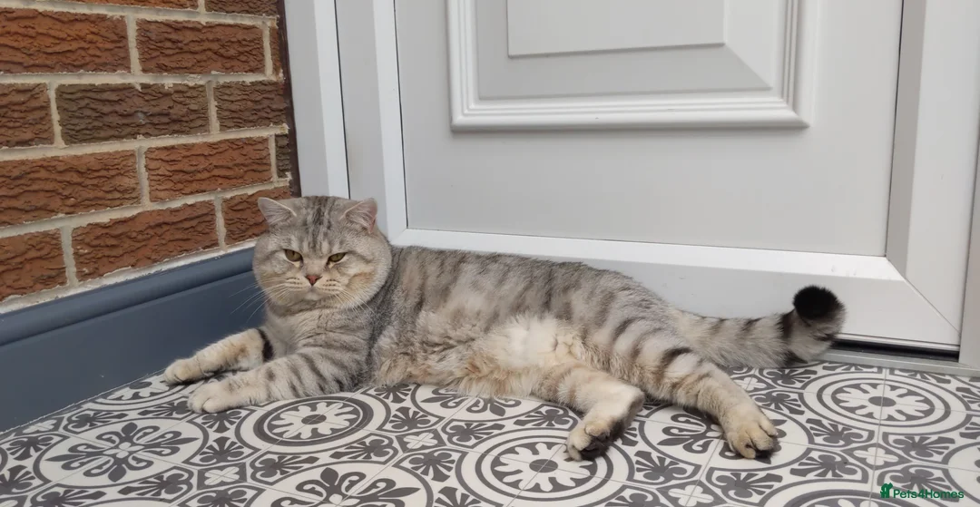 Scottish Fold cats for stud: Stud BSH in Derby - Advert 5