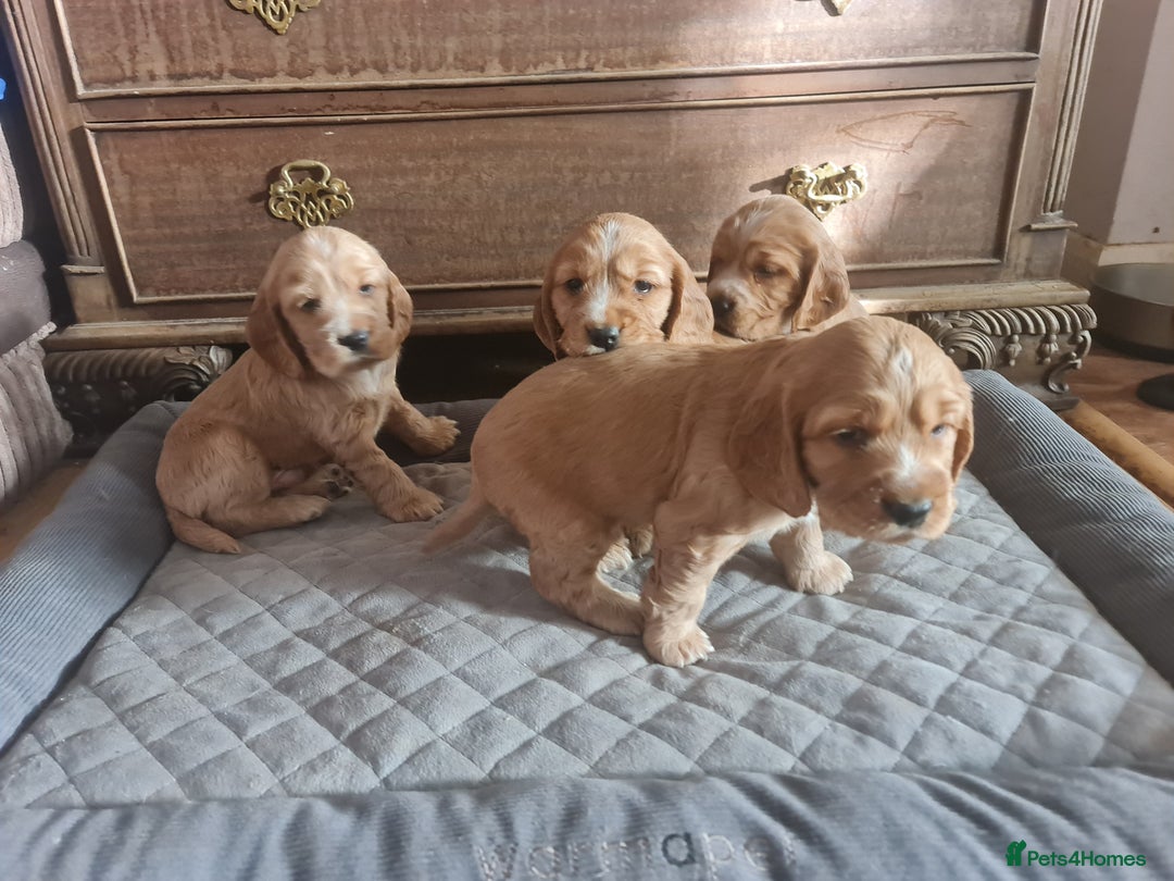 Cocker Spaniel dogs for sale: Golden Cocker Spaniel puppies (boy available) - Advert 10