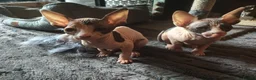 Sphynx cats for sale: Adorable Sphynx kittens  - Advert 8