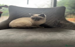British Shorthair cats for sale: RARE opportunity stunning GCCF ACTIVE 11mnt BSH🩷 - Image 6