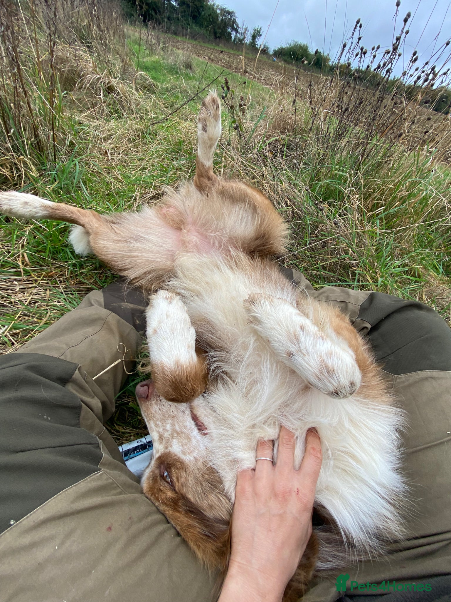 Border Collie dogs for sale: *READ ALL* New home for male Border Collie - Advert 10