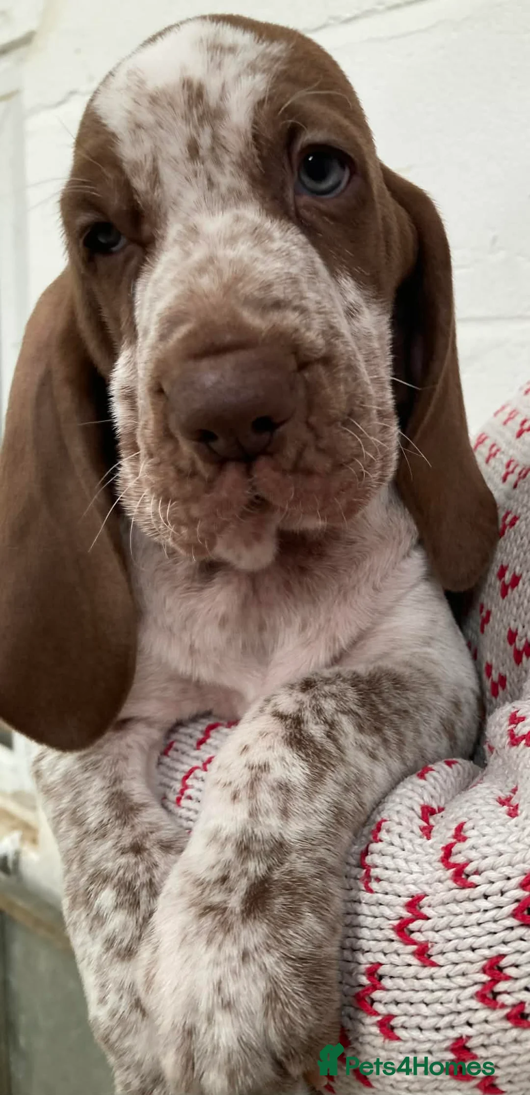 Bracco Italiano dogs for sale: Wonderful litter 4 boys 4 girls - Advert 2