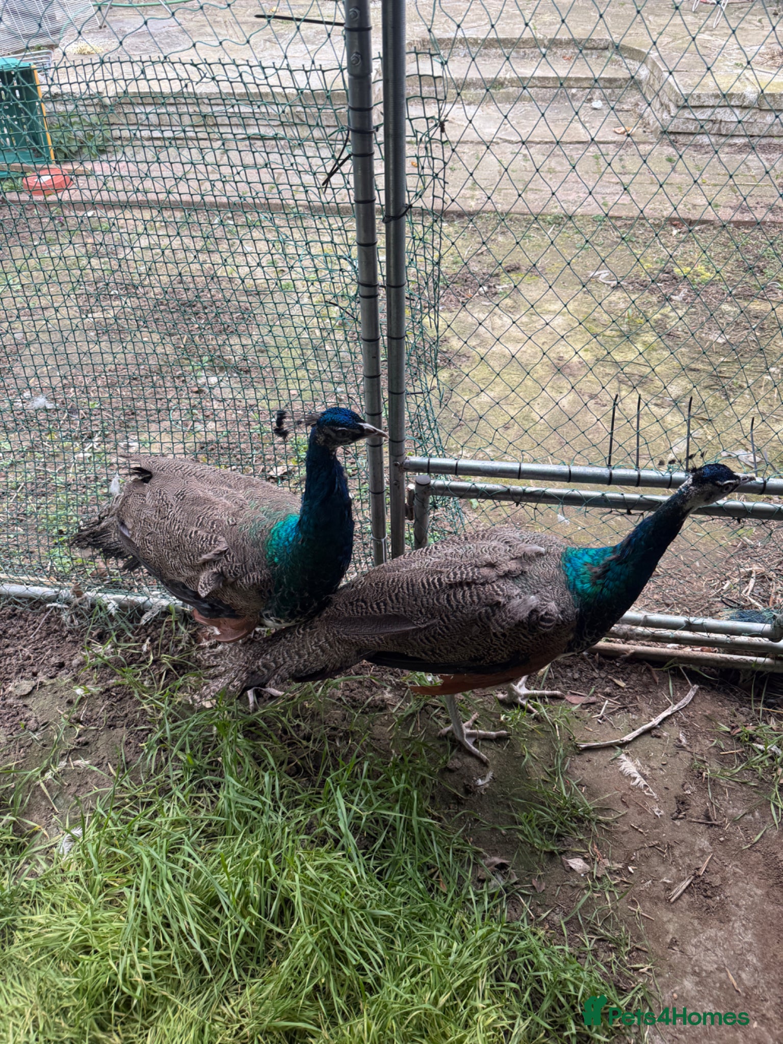 Peafowl poultry Peacock  - Advert 3