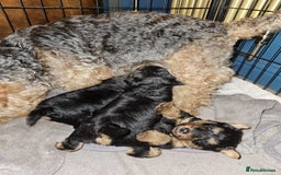 Welsh Terrier dogs for sale: Beautiful Champion Lines KC Welsh Terrier Puppies - Image 12