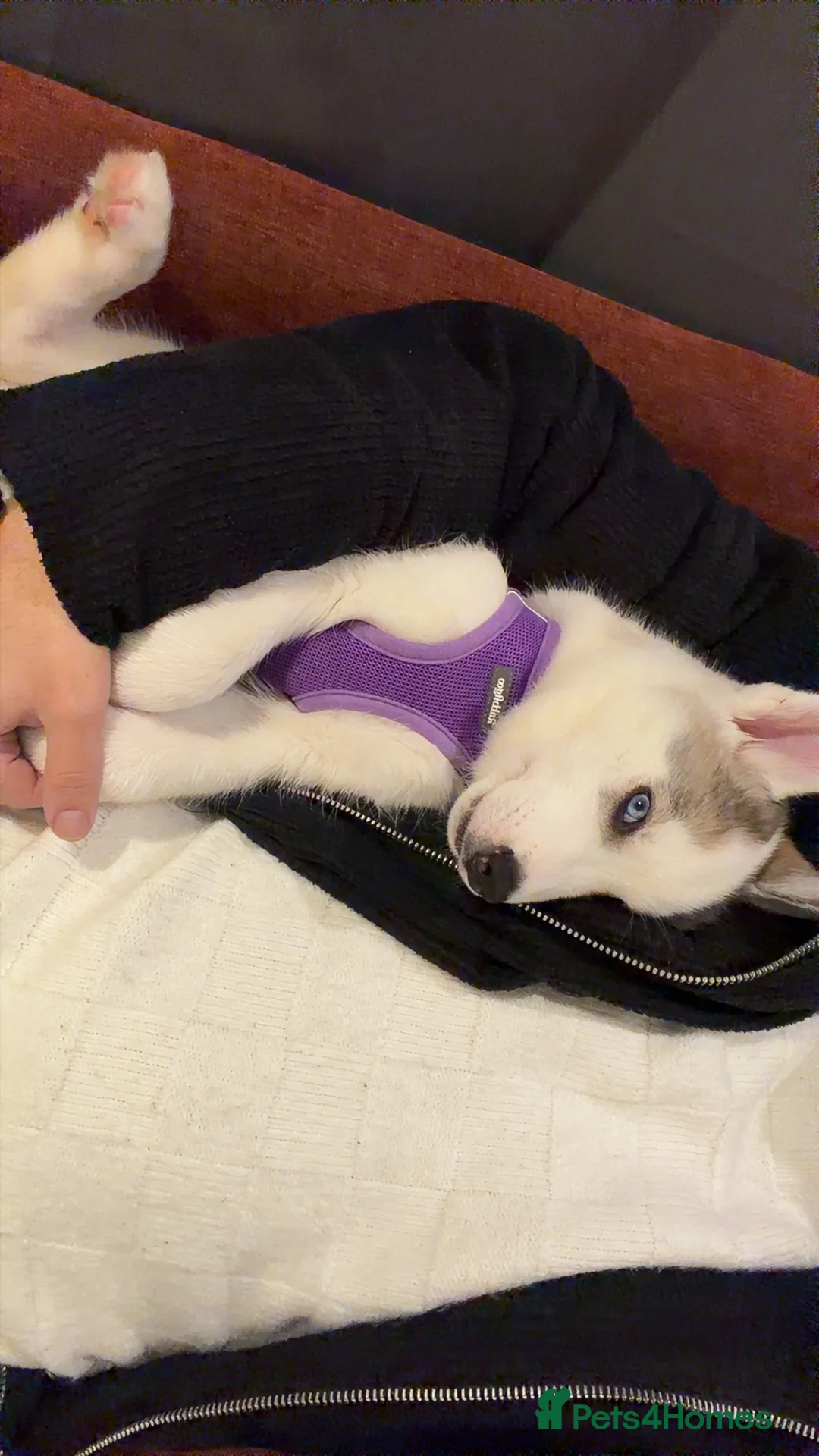 Siberian cats for sale: Blue eyes husky  - Advert 5