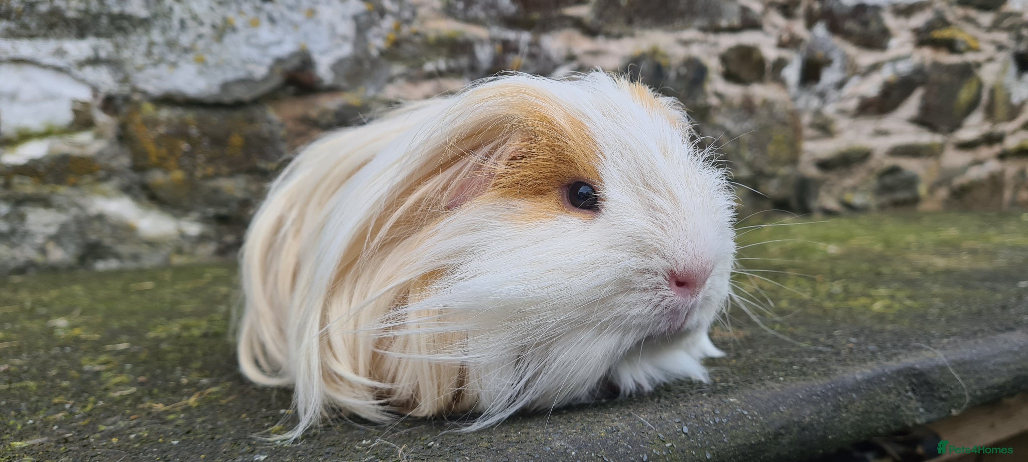 Guinea Pig rodents Sheltie Male guinea pig - Advert 1