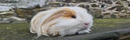 Guinea Pig rodents for sale: Sheltie Male guinea pig in Totnes - Advert 1