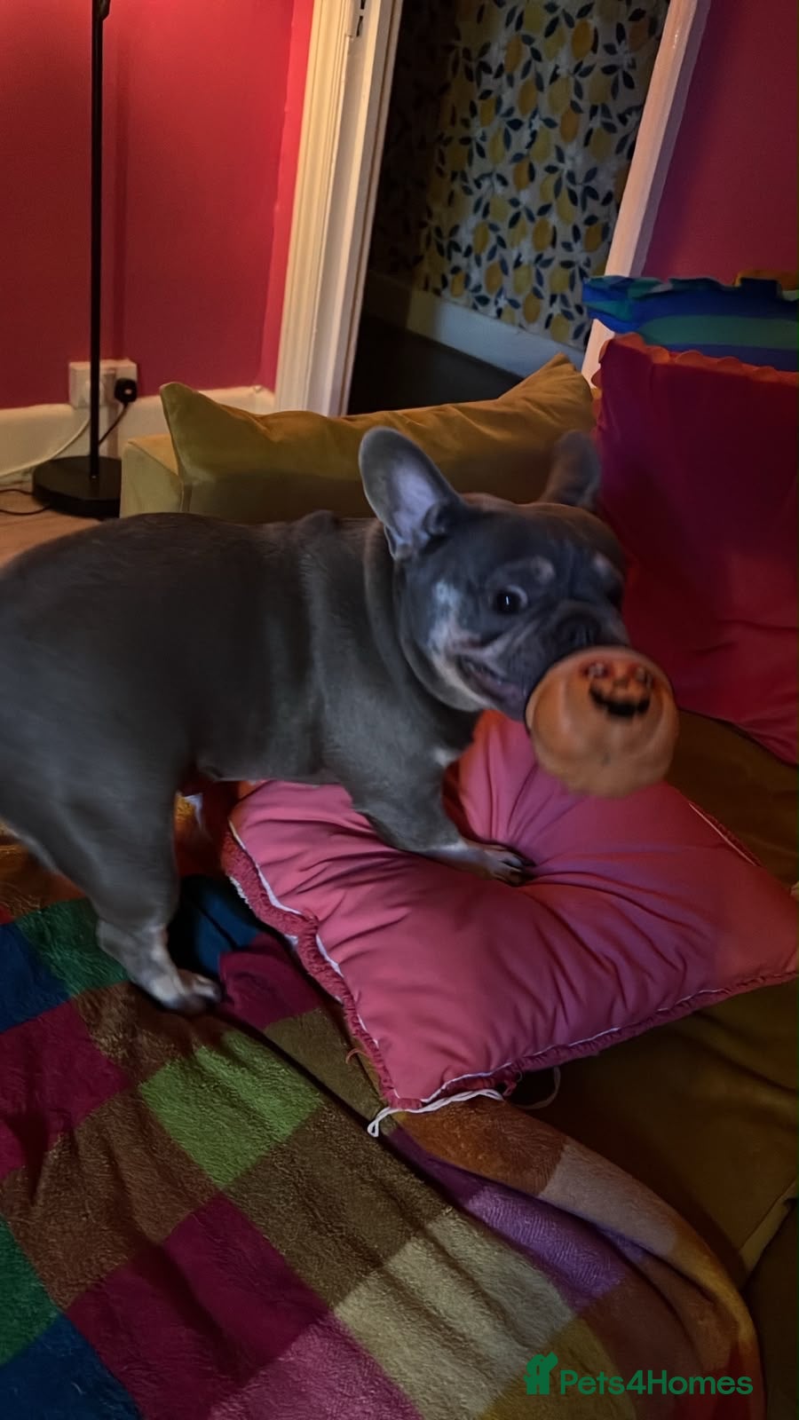 French Bulldog dogs Coco Female - Advert 18