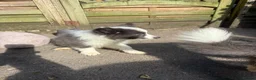 Border Collie dogs for sale: 4 Border Collie puppies in Wigan - Advert 6