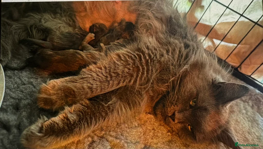 Maine Coon cats for sale: Maine coon kittens - Advert 7