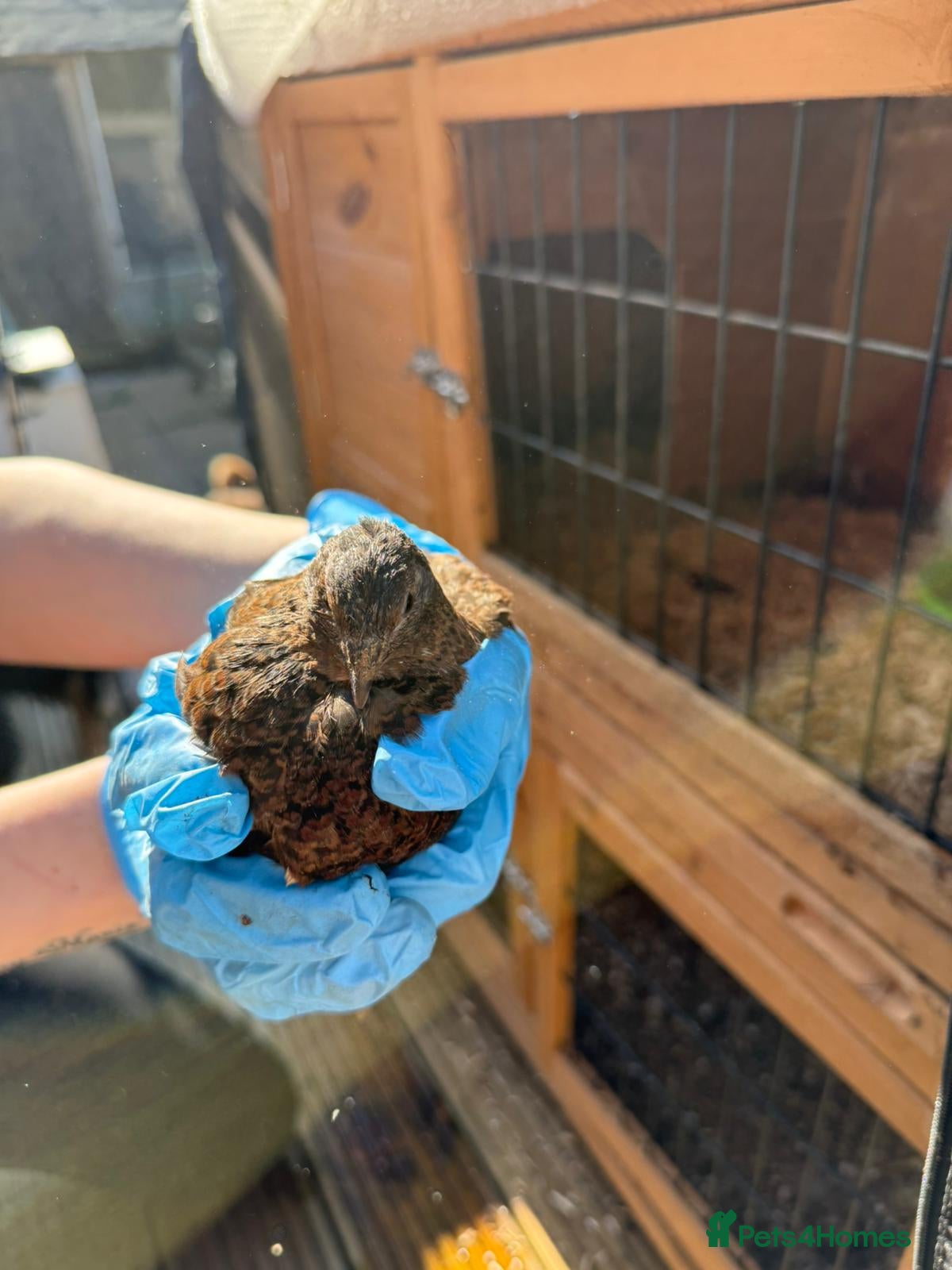 Quail poultry Quil  - Advert 1