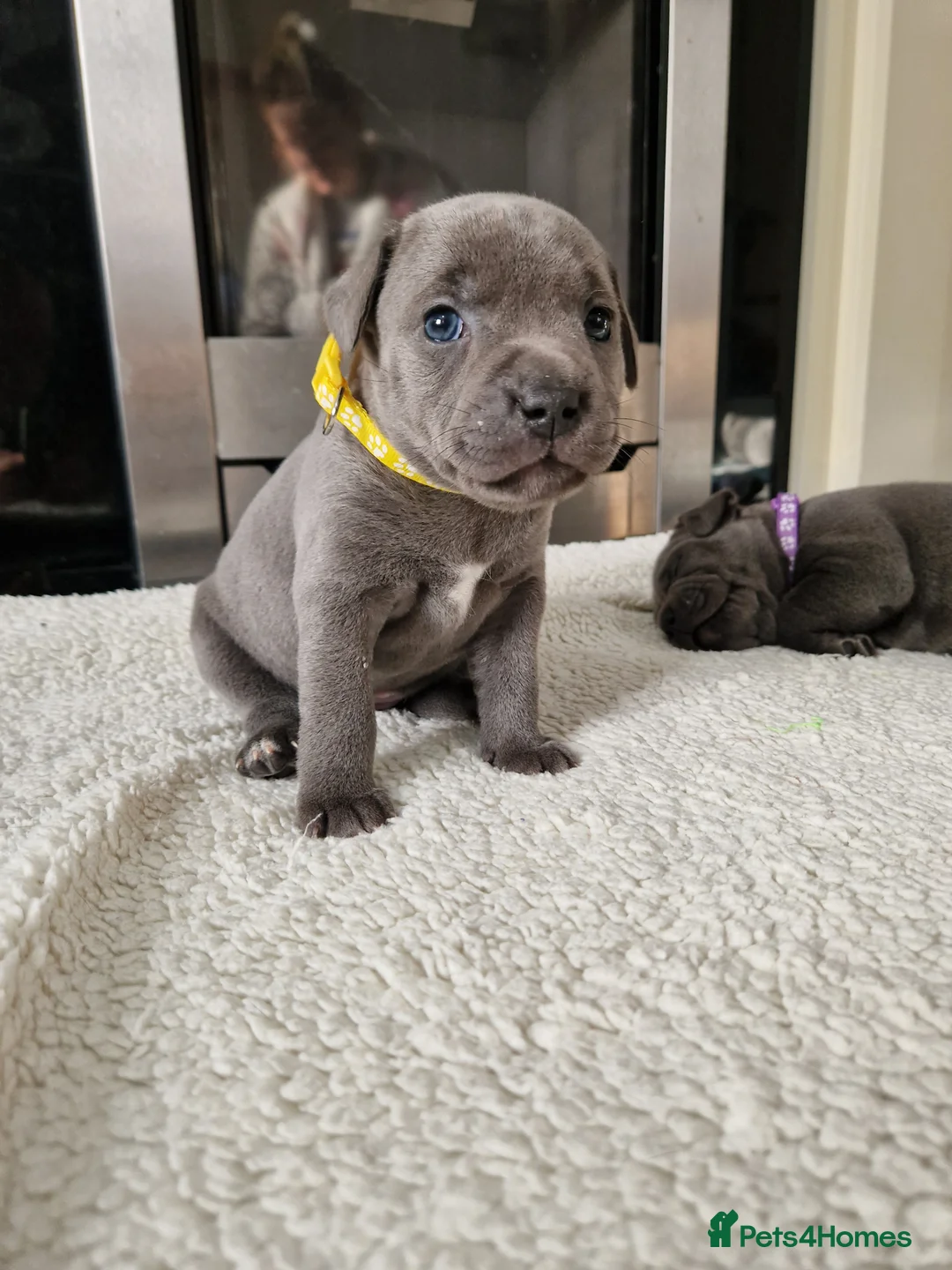 Staffordshire Bull Terrier dogs for sale: Staffordshire bull terrier blue-white - Advert 12