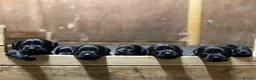 Labrador Retriever dogs for sale: KC registered black sporting Labrador puppies in Beverley - Advert 8