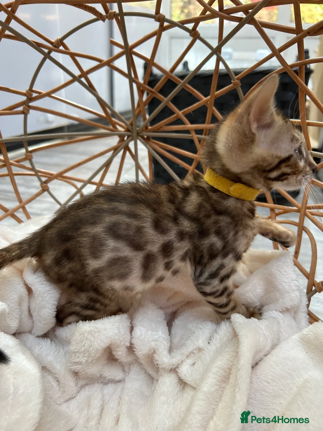 Bengal cats for sale: Stunning Bengal Kittens Ready for Reservation 😍 - Advert 2