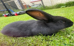 Continental Giant rabbits for sale: 6 continental giant left - Image 5
