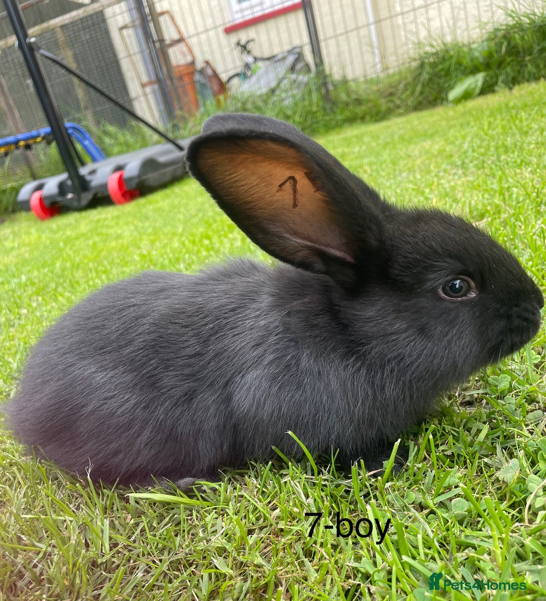 Continental Giant rabbits for sale: 6 continental giant left - Image 5