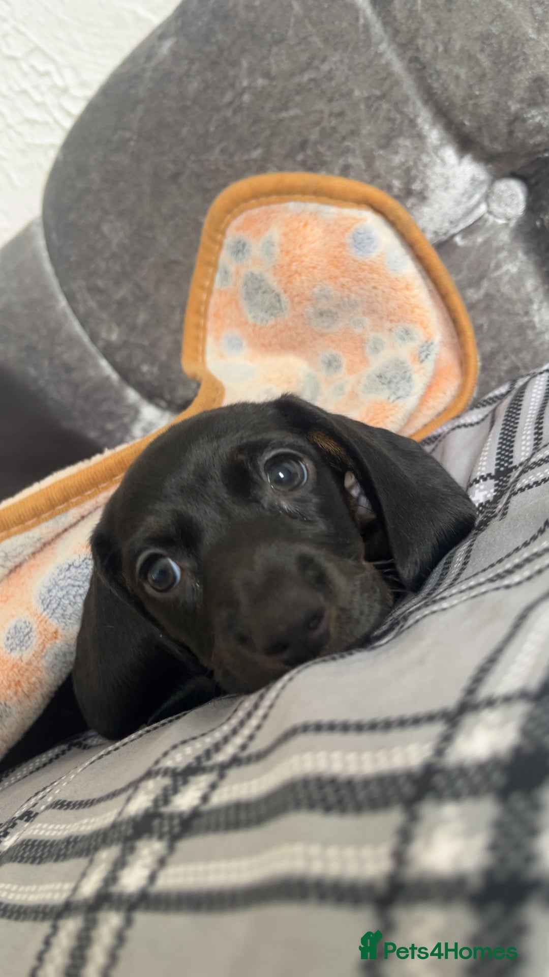 Dachshund dogs for sale: Miniature dachshund  - Image 15