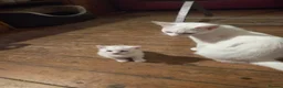 Mixed Breed cats for sale: 2 sweet snowballs  - Advert 4