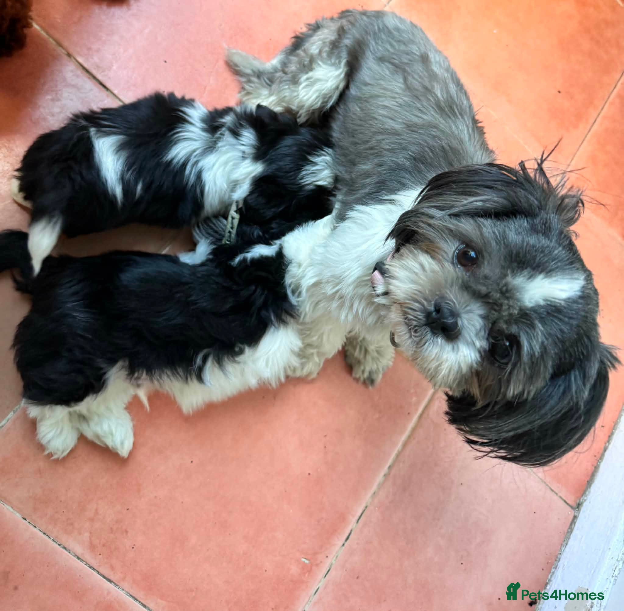 Shih Tzu dogs Two beautiful shihtzu - Advert 1